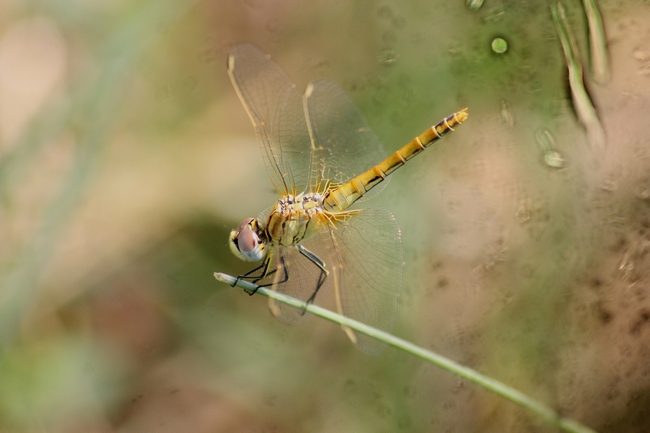 Libellula da ID1